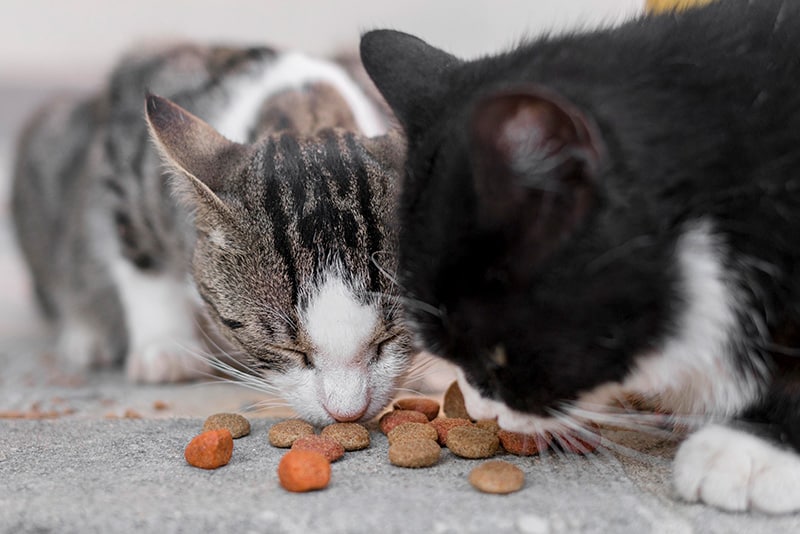 Tierheimsponsoring: Tierheime durch Versorgungspakete retten