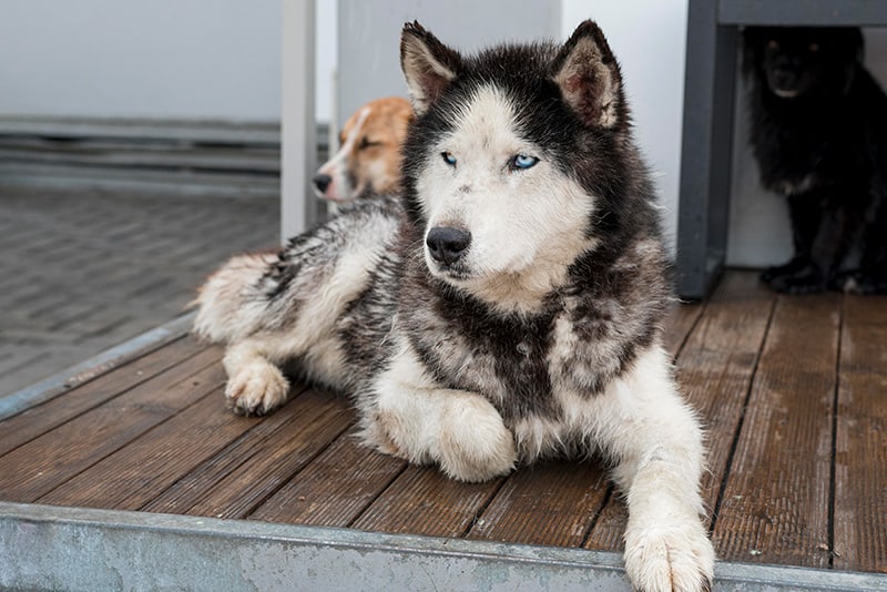 Tierheimsponsoring: Tierheime durch Versorgungspakete retten