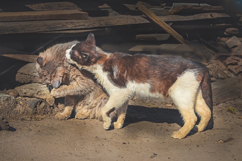 Tierheimsponsoring: Tierheime durch Versorgungspakete retten