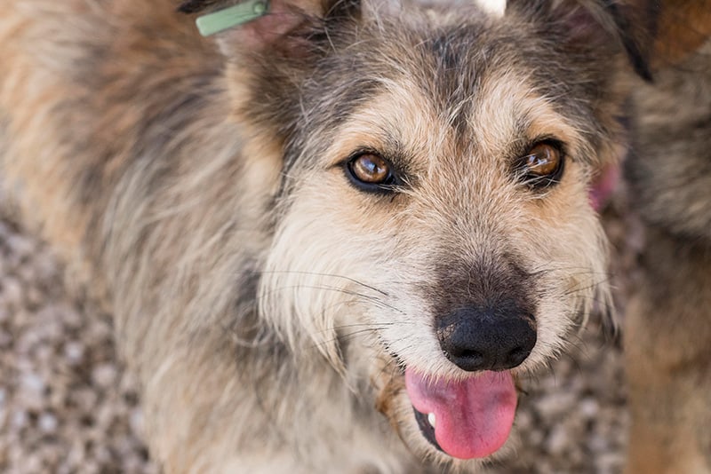 Tierheimsponsoring: Tierheime durch Versorgungspakete retten