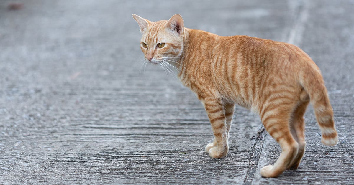 Tierheimsponsoring – Deutschlands Tierheime haben große Probleme