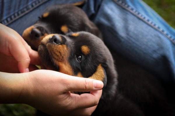 Tierheimsponsoring: Tierschutz beginnt bei der Basis